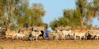 Unidentified Fulani boy grazes cows. 