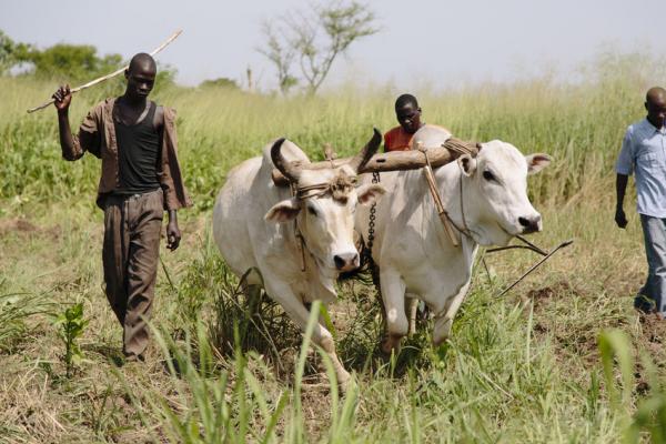 The Lacan Kow Lewet youth co-operative group drive their ox-drawn plough. 