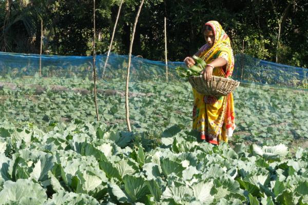 A women wearing a sari stood in a green field collecting crops