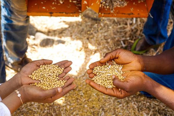 Millet milled by VSO-trained farmers in Nigeria
