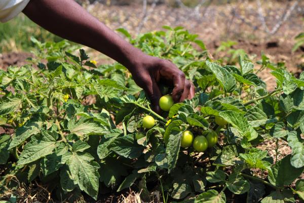 Tomatoes grown on a prison farm in Zimbabwe