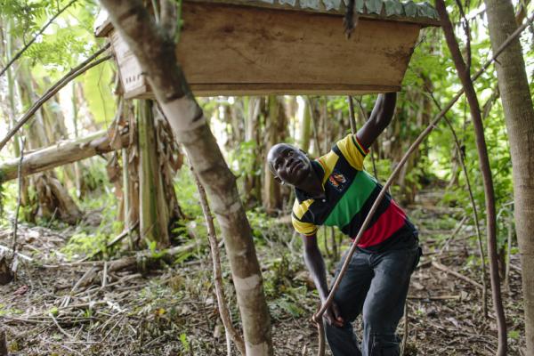 Sam Obang, member of the Nen Anyim youth co-operative group inspects the beehives that his community has built.