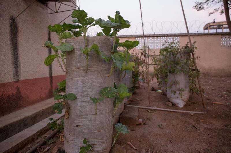 Simple Ideas Make A Big Difference For Ghanaian Farmers Vso