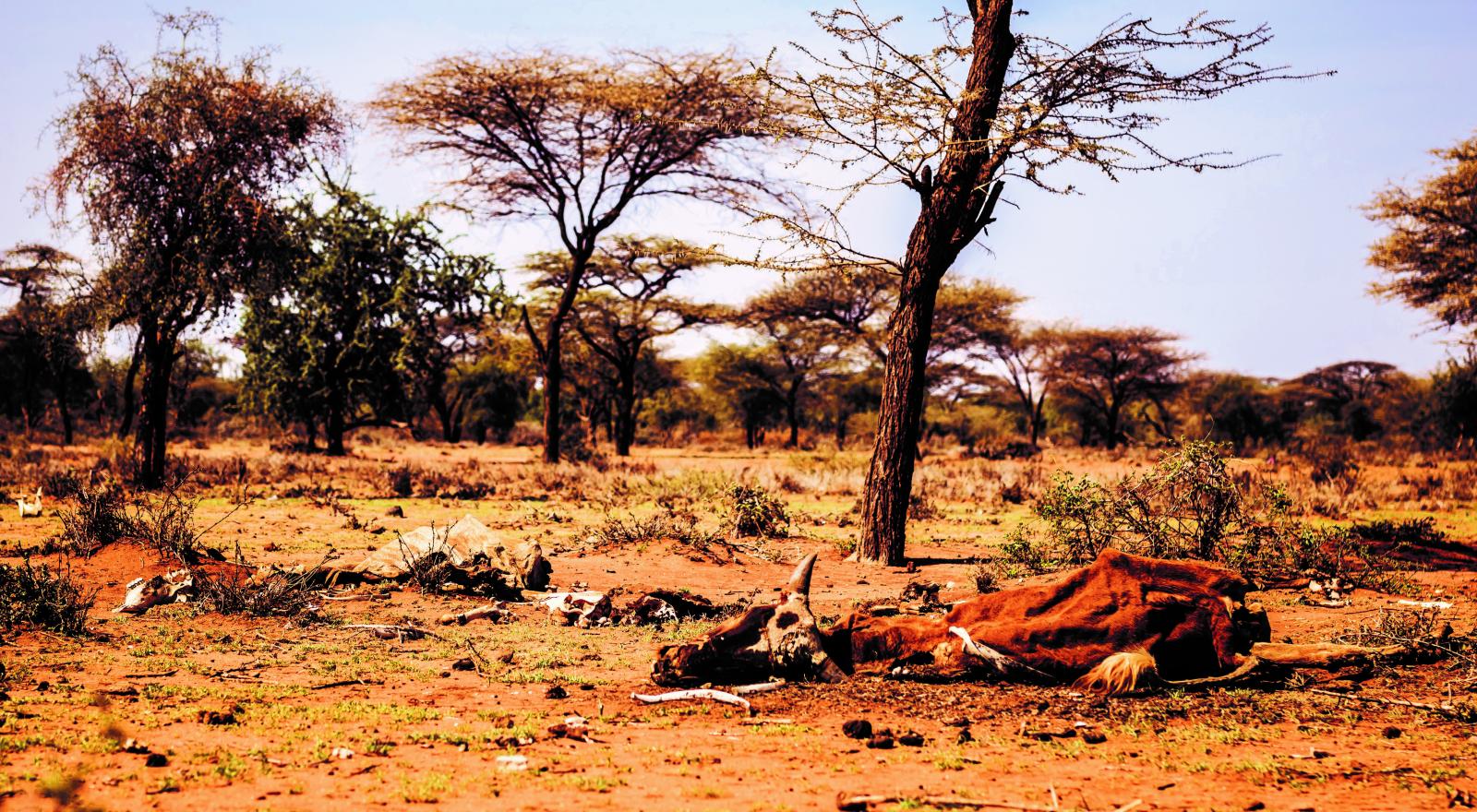 Dead cattle in Masai land Kenya