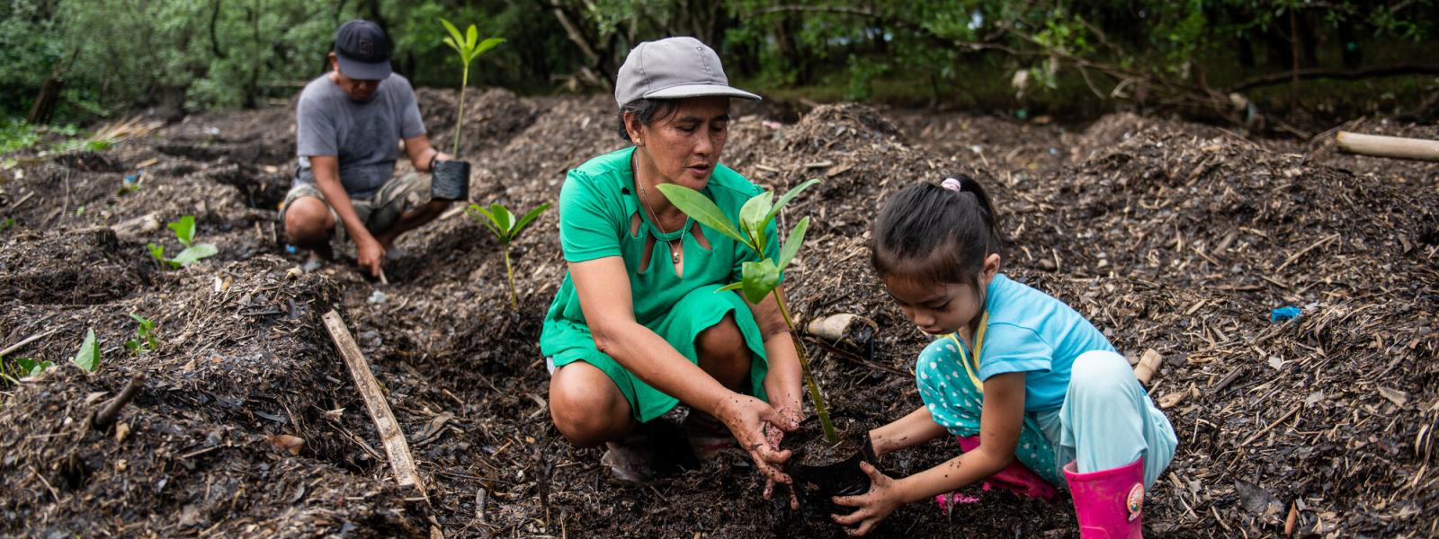 Family plants mangrove trees