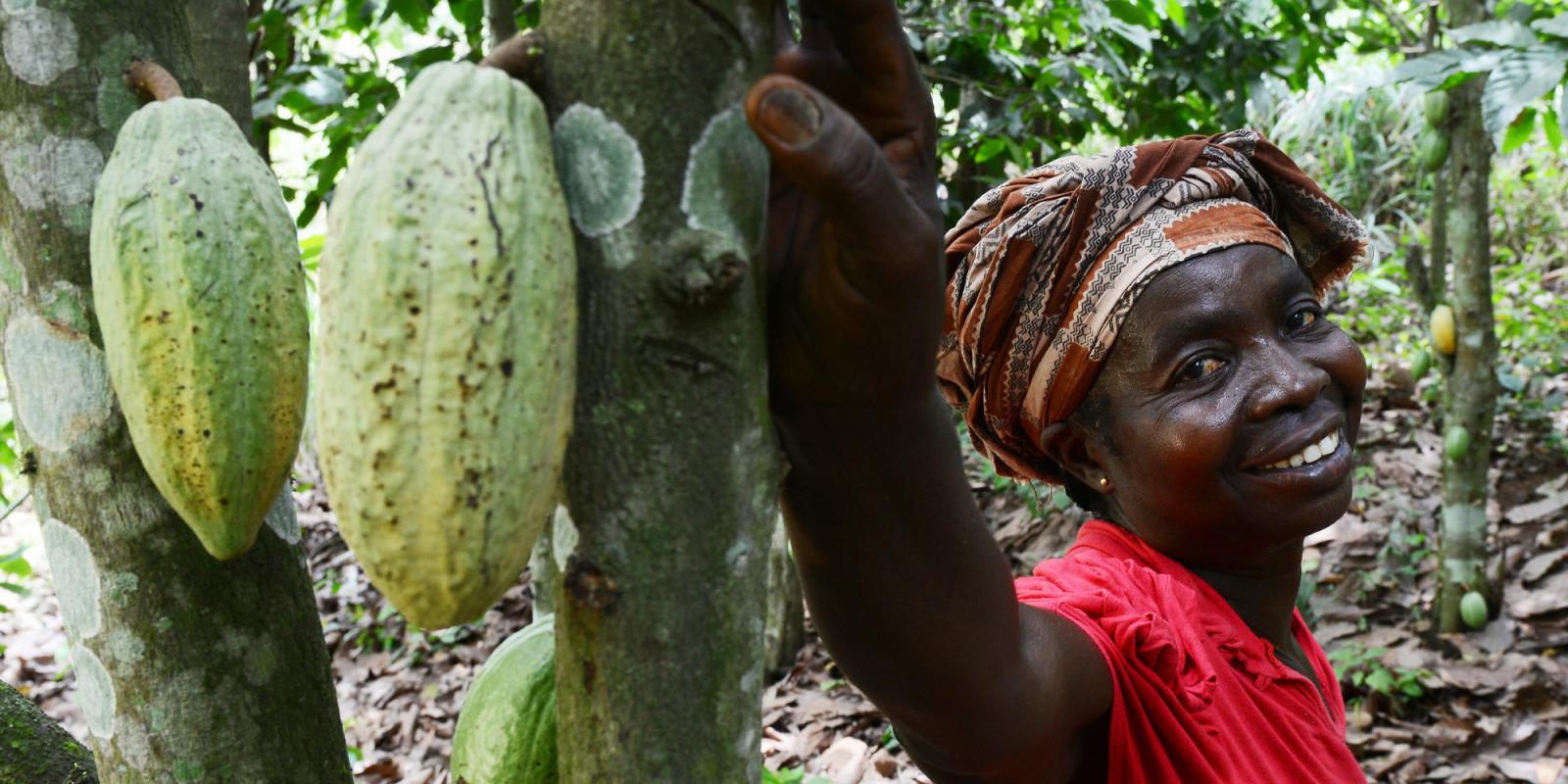 Increasing profits for cocoa farmers VSO
