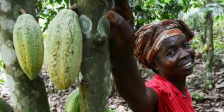 Cocoa farmer Abiba leans on a cocoa tree with ripening pods