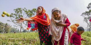 Two women harvest tomatoes in a large field in Rangpur, northern Bangladesh