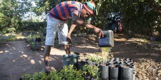 A man waters seedlings