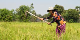 Yu Saret farming in her field.