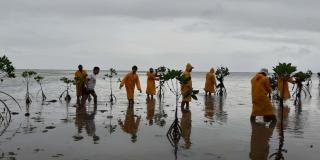 Men planting mangroves on a beach in the Philippines