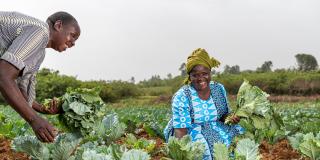 Woman harvesting crops in field.