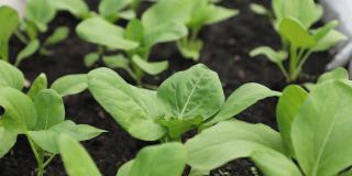 Spinach planted on a floating garden on the East Tonle Sap Lake