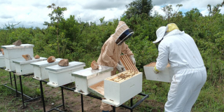 Beekeeping