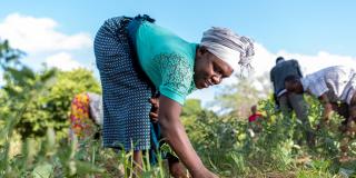 Woman and other farmers planting crops.