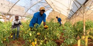 Farmers planting tomatoes