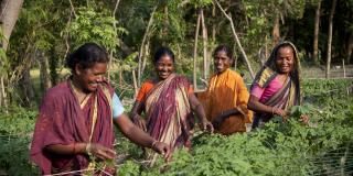 Members of a women’s farmer group tend to their communal crops in Durgapur Village, Rangpur, North West Bangladesh. The farmers group is part of the ‘Growing Together Programme’ - a three year partnership between VSO and Syngenta. 