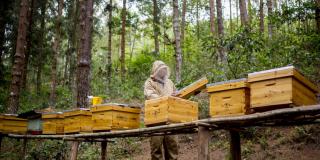 A member of the Mpahi beekeeping co-operative checks on his bees. A member of the Mpahi beekeeping co-operative checks on his bees.