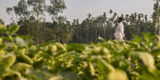 Man walking through a green field on a Bangladeshi farm