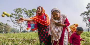 Two women harvest tomatoes in a large field in Rangpur, northern Bangladesh