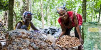 Cocoa farming in Ghana. Augustina Frimong collecting fermented cocoa seeds, Ashanti region.