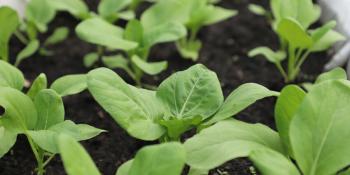 Spinach planted on a floating garden on the East Tonle Sap Lake