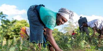 Woman and other farmers planting crops.