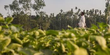 Equal Experts have teamed up with VSO in Bangladesh Man walking through a green field on a Bangladeshi farm