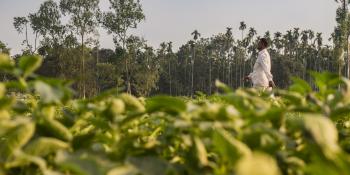 Man walking through a green field on a Bangladeshi farm