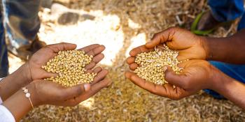 A sample of soya beans harvested at a training session in better farming practices. Two pairs of hands holding soya beans in Mokwa, Nigeria.