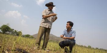 Volunteer Giovanni Villafuerte inspecting the crops and earth in the paddy fields of Banan in Cambodia Volunteer Giovanni Villafuerte inspecting the crops and earth in the paddy fields of Banan in Cambodia