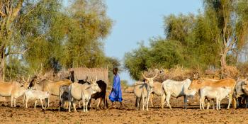Fulani boy grazing cows in Ferlo desert, Senegal, 2017