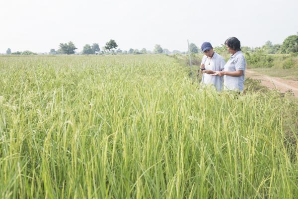 A VSO volunteer and a farmer stand at the edge of a crop field