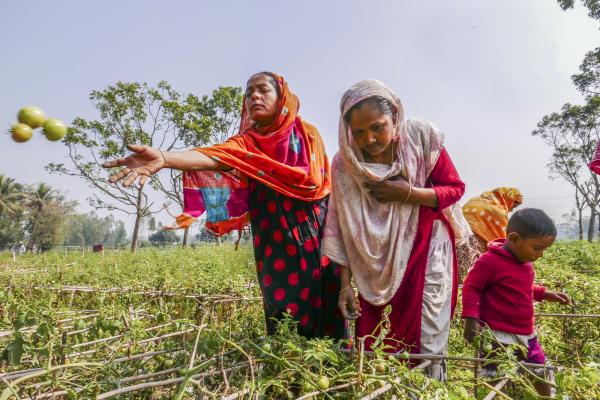 Two women harvest tomatoes in a large field in Rangpur, northern Bangladesh