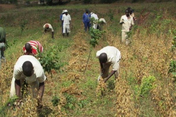 Prisoners work in a field, harvesting cow peas for their own consumption