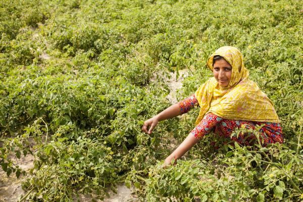 Murzina Khatun, a mother of three and farmer, crouches amidst her crops