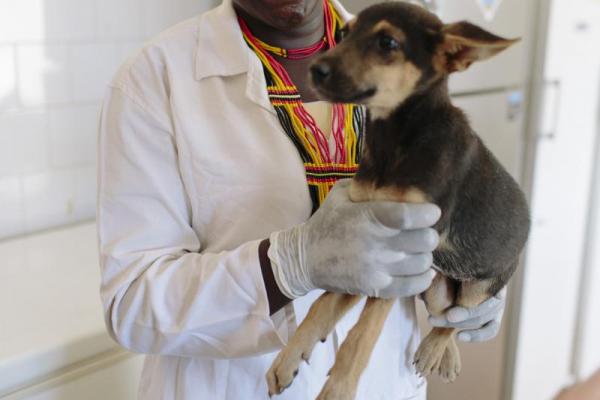 Jackline, an animal health worker in Uganda
