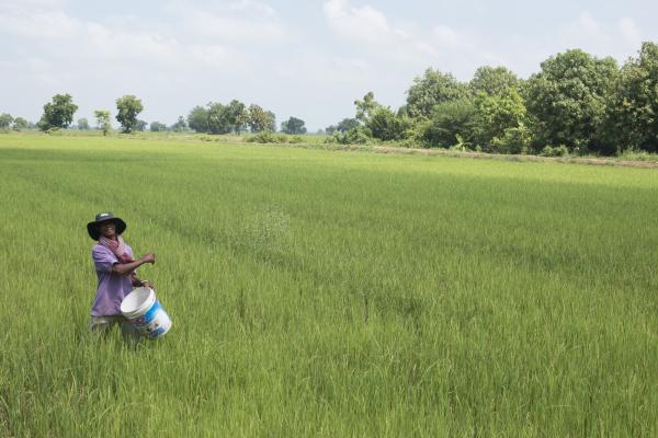 Mao Pek, 56, demonstrating how to apply fertilizer pellets at his rice field