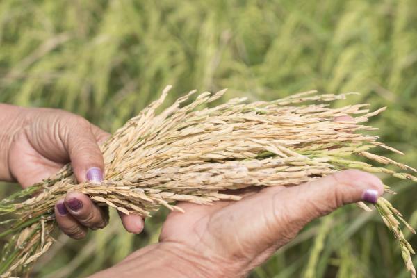 A sheaf of rice