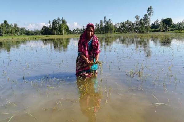 Severe flooding has destroyed farms in Bangladesh