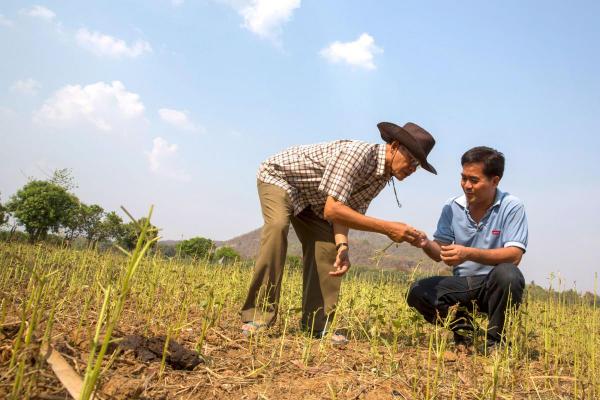 Pech Boeun, leader of Banan farming co-operative and VSO volunteer Giovanni Villafuerte inspecting the crops