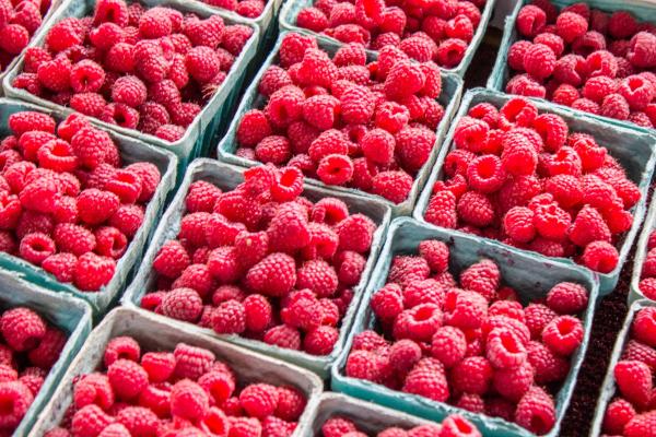 Punnets of fresh raspberries