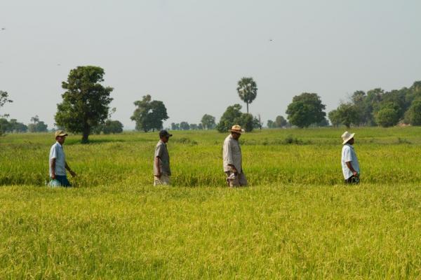 Farmers walk through a field in Cambodia.