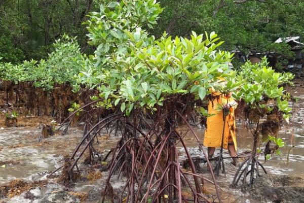 Mangrove plant with man in rain coat standing behind it
