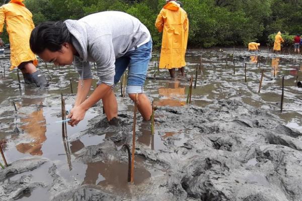 Man bending down planting a mangrove into the mud