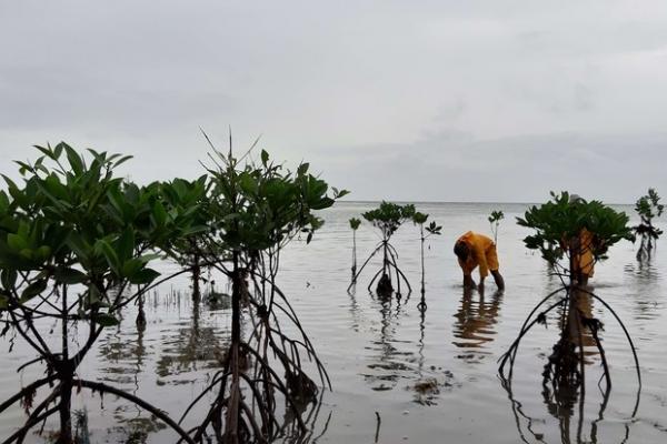 Volunteers planting mangrove saplings on the beach