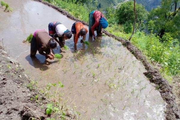 Women in Humla planting rice using the system of rice intensification method