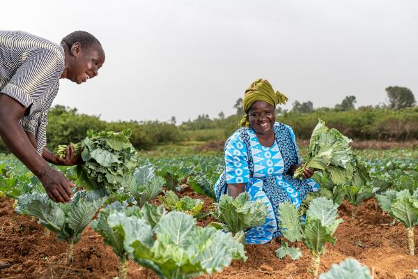 Woman harvesting crops in field.