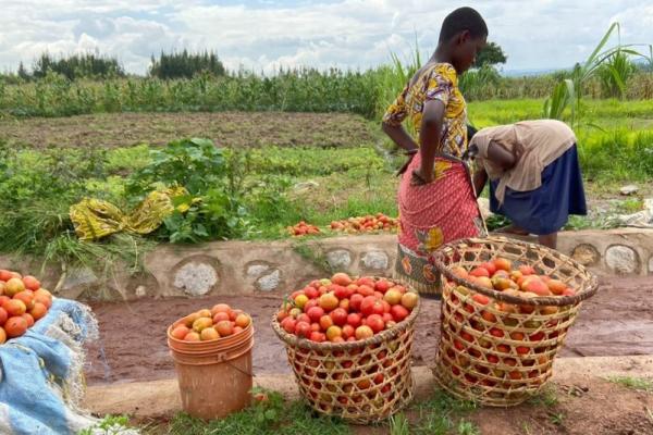 Female farmers in field