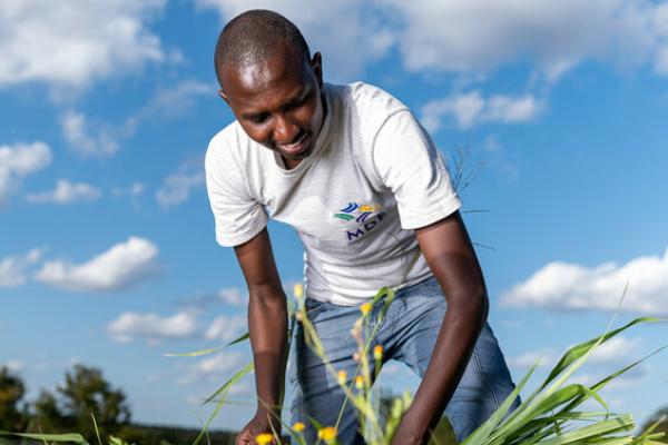 man harvesting crops